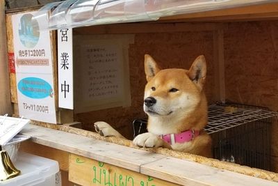 Menggemaskan! Seekor Anjing Kelola Sebuah Kios Ubi Panggang di Jepang