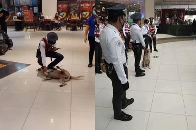 Anjing Liar Ini Ditahan karena Masuk Mall, Kini Justru Diangkat Jadi Satpam