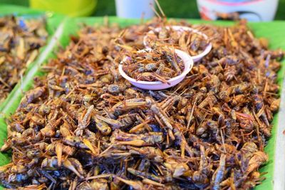 Makan Aneka Serangga Kaya Nutrisi, Jadi Tradisi Lama di Thailand
