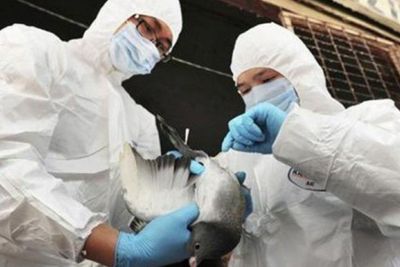 Wabah Flu Burung Melanda Korea Selatan