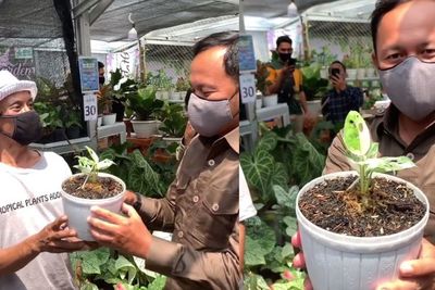 Wali Kota Bogor Kaget Dengar Harga Tanaman Janda Bolong, Segini 80 Juta? Saya Beli 10
