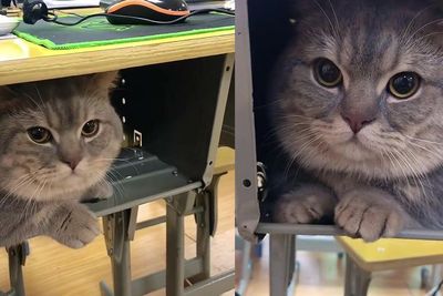 Gak Mau Ditinggal Sendirian, Kucing Lucu Ini Ikut Pemiliknya Kuliah, Sembunyi di Laci