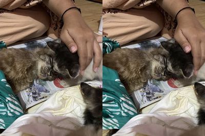 Sedih, Induk Kucing Ini Mati Diracun, Anaknya Mendekat Beri Ciuman Perpisahan