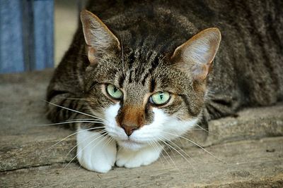 Ekor Kucing Jalanan di Indonesia Bengkok, Ternyata Ini Penyebabnya