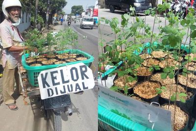 Viral Kakek Keliling Jual Tanaman Kelor Rp10 Ribu, Netizen Ini Minta Tolong Dilariskan