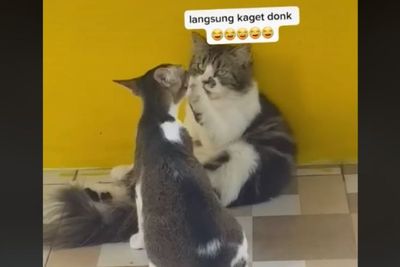 Kucing Jantan Mesra dengan Pelakor, Datang Istri Sah Langsung Kabur, Tingkahnya Gemas