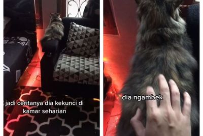 Terkunci di Dalam Kamar, Kucing Ini Ngambek hingga Cuekin Pemiliknya
