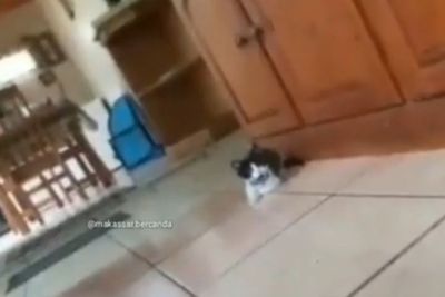 Parah, Kucing Dikerjai Pemiliknya hingga Badan Gemetaran dan Loncat Ketakutan