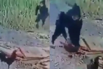 Hendak Curi Ayam Jantan, Pria Ini Pakai Ayam Betina untuk Pancingan, Triknya Berhasil!
