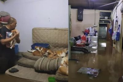 Rumah Direndam Banjir, Kakak-Adik Bucing Ini Selamatkan 32 Kucingnya Lebih Dulu