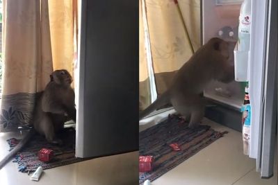 Bikin Gemas! Monyet ini Masuk ke Apartemen demi Curi Jus Jeruk di Kulkas