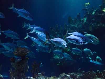 Dapatkah Ikan Air Asin Hidup di Air Tawar atau Sebaliknya?