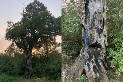 Legenda The Devil s Tree Pembunuhan Keji Para Budak di Dahan Pohon