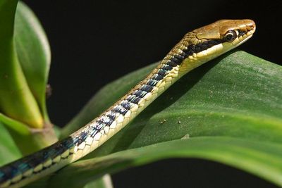 Uniknya Ular Dendrelaphis yang Dapat Terbang dari Pohon ke Pohon