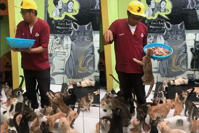 Salut! Pria ini Memprioritaskan Hidupnya Untuk Merawat Kucing-kucing Jalanan