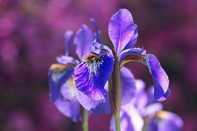 Mengenal Bunga Iris, Bunga Nasional dan Simbol Kerajaan Prancis