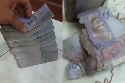 Bikin Tepuk Jidat, Viral Kisah Nenek Tabung Uang Rp1 Miliar Justru Dimakan Rayap