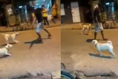 Viral Video Cara Menghadapi Anjing Galak, Netizen: Mana Sempat Keburu Panik