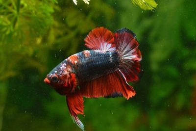10 Cara Merawat Ikan Cupang agar Tidak Cepat Mati