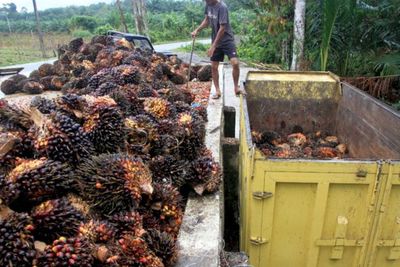 GIMNI: Kenaikan Harga Sawit Ibarat Narkoba yang Bisa Jadi Bumerang