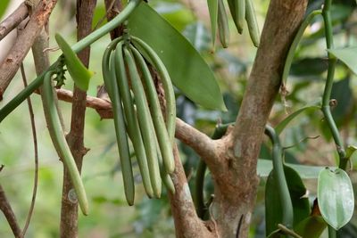 Madagaskar sebagai Negara Penghasil Vanili Terbesar di Dunia