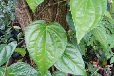 5 Manfaat Daun Sirih bagi Kesehatan Pria yang Perlu Diketahui