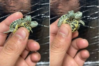 Viral Kura-kura Mungil yang Berkepala Dua di Sosmed, Bikin Netizen Gemas Hingga Penasaran