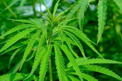 Emak-Emak dari Pasien Gangguan Fungsi Otak Ngadu ke MK soal Larangan Ganja untuk Obat