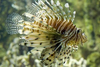 Lionfish, Ikan Fotogenik yang Dicari Tapi Ditakuti