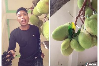 Viral Pohon Nangka Tumbuh di Dalam Rumah, Begini Cerita Lengkapnya