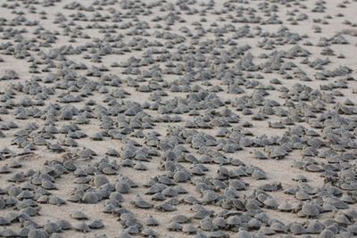 Lebih dari 92.000 Penyu Menetas di Pantai Brazil, Netizen: Menakjubkan