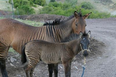 Zorse, Hewan Hibrida Zebra dan Kuda dengan Corak Tubuh yang Unik
