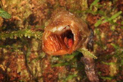 Gastrodia Agnicellus, Spesies Anggrek Paling Jelek di Dunia