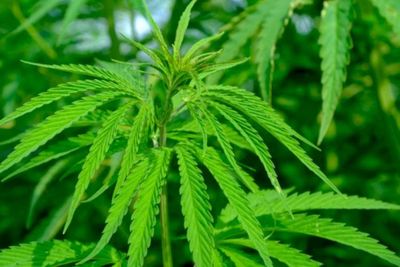 Apes! 2 Pemuda Culik 1 Pria Pakai Motor Gegara Ganja Berujung Diamankan Polisi