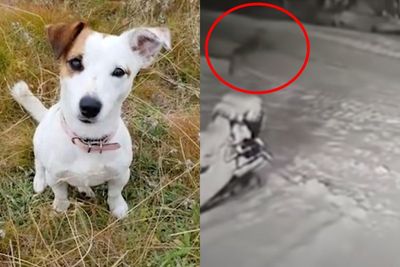 Heroik! Anjing Ini Korbankan Diri Terjang Serigala Lapar demi Selamatkan Pemiliknya