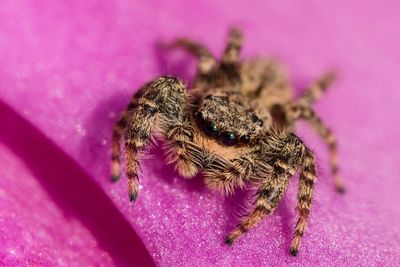 2 Fakta Tentang Tarantula yang Harus Kamu Ketahui, Salah Satunya Memangsa Ular