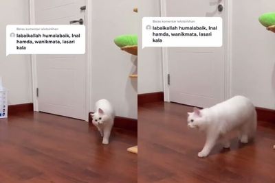 Aksi Kucing Putih Ini Muter-muter Tirukan Gaya Orang Lagi Umrah, Bikin Netizen Gemas