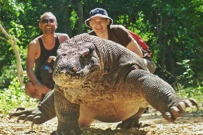 Minim Wisatawan Akibat Pandemi, Studi Klaim Komodo di Taman Nasional Jadi Lebih Aktif