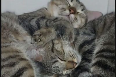 Viral Kucing Senang Tidur di Dalam Kulkas Pemiliknya, Pulas Banget Tidurnya Bikin Gemas