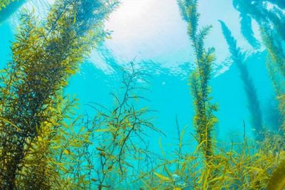 Manfaat Rumput Laut untuk Kecantikan, Bisa Mencerahkan Kulit!