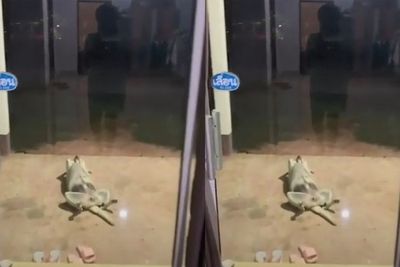Anjing Ini Santai di Depan Teras Rumah dengan Lengan Terlipat Seperti Manusia