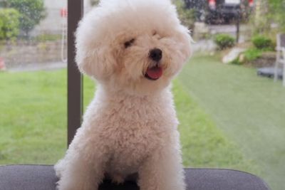 Potret Menggemaskan Seekor Anjing Usai Makeover, Pemiliknya Sampai Tak Bisa Mengenalinya