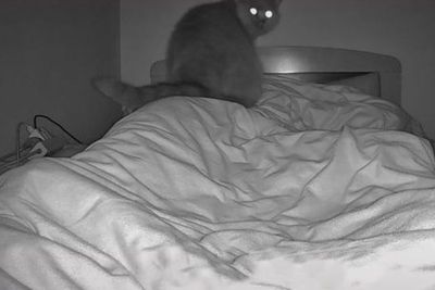 Kesulitan Bernapas saat Tidur Malam, Ternyata Ada Kucing Duduk di Dada Wanita Ini