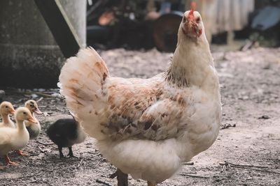 Inilah Keunggulan Ayam Organik Ketimbang Ayam Non Organik