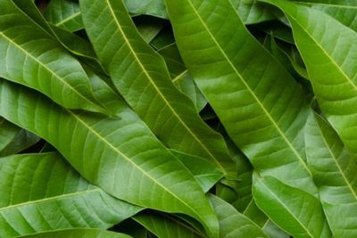 Ini Manfaat Yang Kamu Dapatkan Bila Merebus Daun Mangga