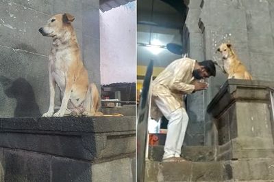 Viral Tingkah Anjing Liar Memberkati Para Peziarah Kuil di India