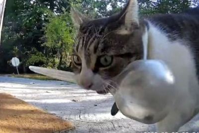 Kucing Ini Tertangkap Kamera Mencuri Barang-barang dari Tetangganya Lalu Membawanya Pulang