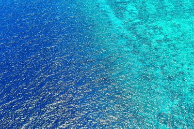Apa Itu Bioluminesensi? Proses Kimia di Balik Cahaya Makhluk Hidup