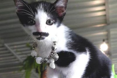 Lucu! Kucing Ini Punya Kumis dan Jenggot yang Menggemaskan