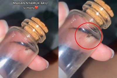 Viral Cewek Pelihara Nyamuk, Netizen Salfok Tutorial Kasih Makannya: Ditempel ke Paha
